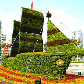 五色草  自然風(fēng)景區(qū) 城市主題公園