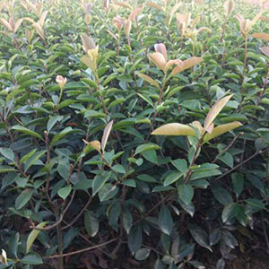 廠家直銷 紅葉石楠毛球 品質(zhì)保證