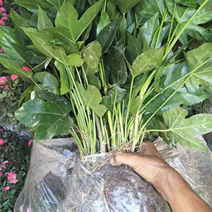 廠家直銷 一年生地苗 品種多樣 品質(zhì)保證