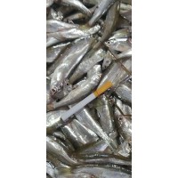 野生小白條  產自內蒙古滿洲里呼倫湖
