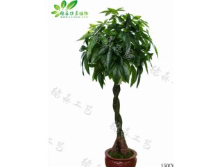 仿真辮子發(fā)財(cái)樹(shù)  廠家直銷    沈陽(yáng)仿真植物生產(chǎn)廠家