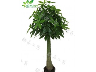 仿真木瓜桿發(fā)財(cái)樹(shù)   廠家直銷    沈陽(yáng)仿真植物生產(chǎn)廠家