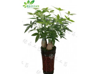 仿真盆景發(fā)財(cái)樹(shù)   廠家直銷    沈陽(yáng)仿真植物生產(chǎn)廠家