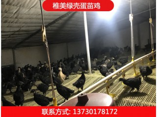 稚美禽業(yè)，綠殼蛋雞苗、黑羽高產(chǎn)綠殼蛋雞、麻羽綠殼蛋雞