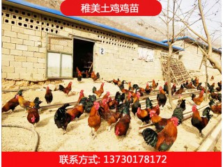 稚美土雞雞苗，華北柴雞