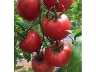 華陰培育早熟番茄苗,大荔大紅西紅柿苗育苗廠2025