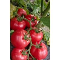 潼關育西紅柿種苗廠,澄城口感好大小番茄苗2025