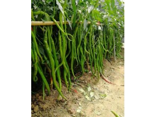 宣城育薄皮辣椒苗,績溪黑線\黃線椒苗批發基地2025