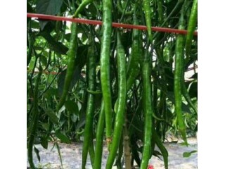 旌德育長線椒苗抗病性強,郎溪批發辣椒苗廠家2025