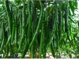 廣德培育辣椒種苗廠,寧國長線椒苗批發廠家直供2025